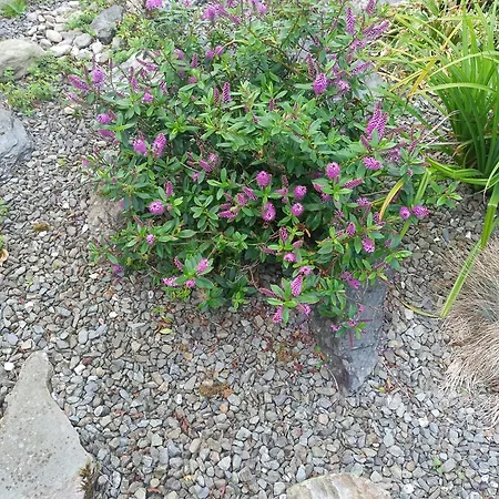 Swallows Nest Séjour chez l'habitant